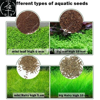 Aquarium Plant Seeds Water Aquatic Green Water Grass Decorat