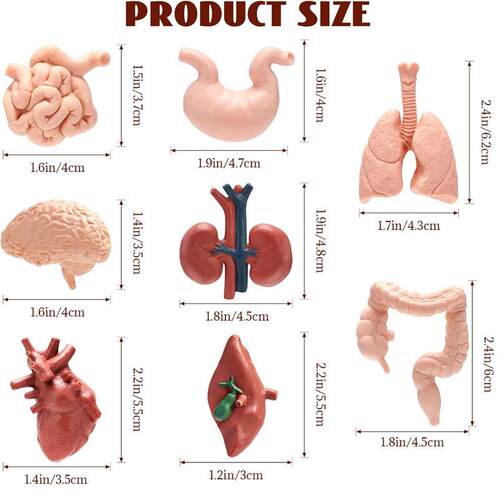 8PCS Mini human organs Body Model for Kids Physiology 3D toy