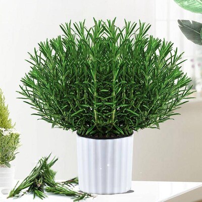 Rosemary potted edible herb plant western food spice steak