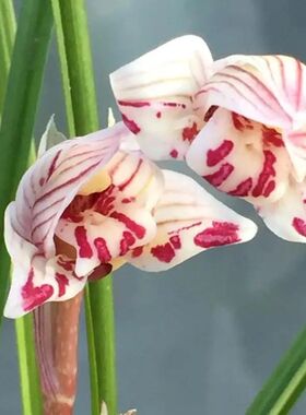 剑阳蝶 莲瓣兰蝶花幽香型兰花带花苞兰花苗阳台客厅茶几花卉绿植