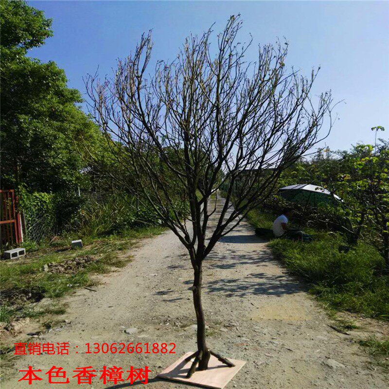 天然白树白树枝香樟树许愿树造型树枯树干树枝婚礼道具树舞台装饰