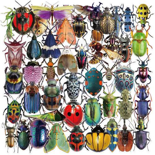 50pcs Cartoon Cute Cartoon Insect Beetle Stickers PET for