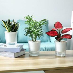 Lazy Flower Pot Plastic Automatic Water-Absorbing Green Plan