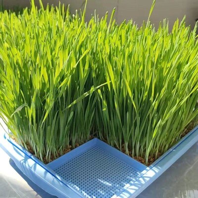 2 Layer Seed Sprouter Tray Vegetable Bean Plant Hydroponic N