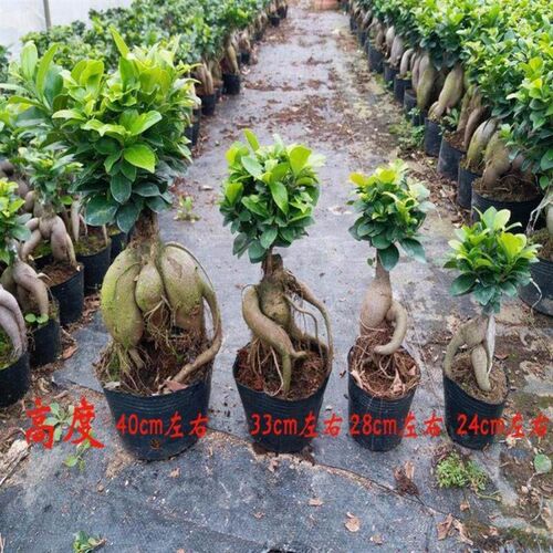 monstera lare potted reen plant indoor purification