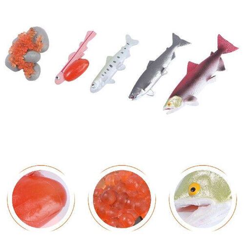 4 Pcs Rayan Toys for Kids Growth Cycle Model Sea Animal