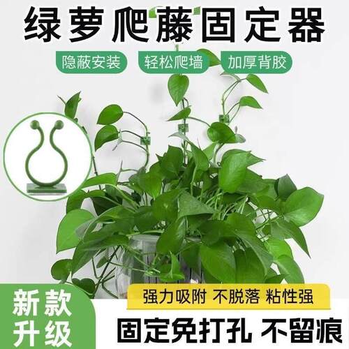 Green plant fixator, no-drill, traceless wall climbing clip