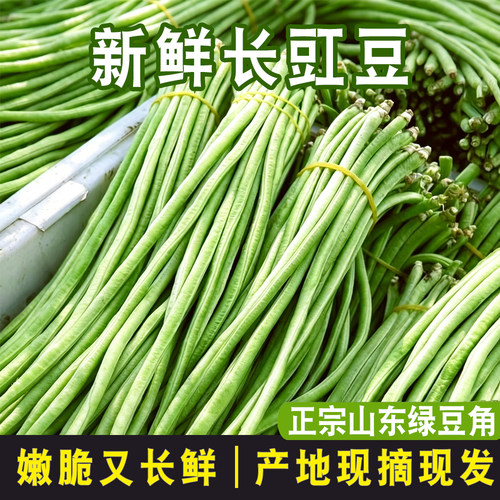 山东农家新鲜嫩长豆角可腌泡菜