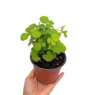 爱上花园 金叶茅莓 阳光飞溅爬藤树莓 覆盆子可食用浆果绿植盆栽