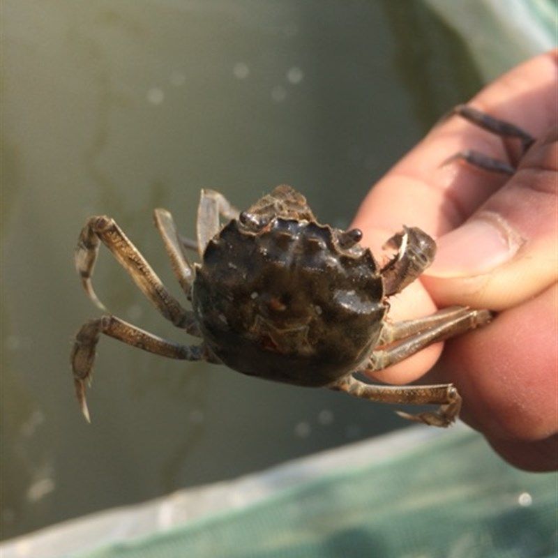养殖蟹苗长江系淡水螃蟹苗河蟹苗毛蟹苗扣蟹苗规格20-200只/斤,宠物/宠物食品及用品,蟹,淘宝优惠券,粉丝福利购,淘宝优惠卷