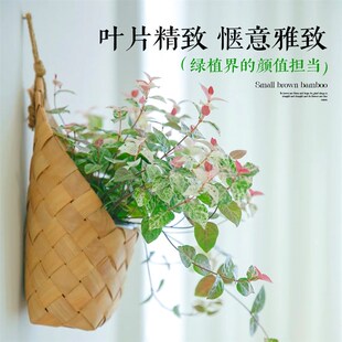 花叶络石水培植物绿萝室内桌面盆栽耐阴好养活四季垂吊五彩叶绿植