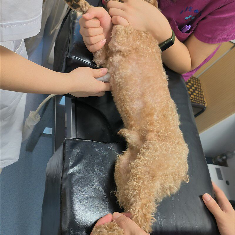 犬猫狗通 宠物摆位器超声垫B超垫超声床心超垫子摆位垫b超体位垫