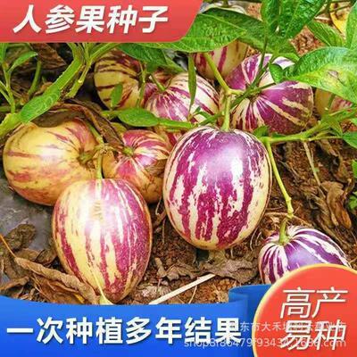 Ginseng fruit seed Ginseng fruit fruit seed planting simple