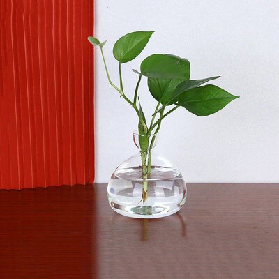 Avocado Seed Starter Vase Transparent Glass Vase Vase For Gr