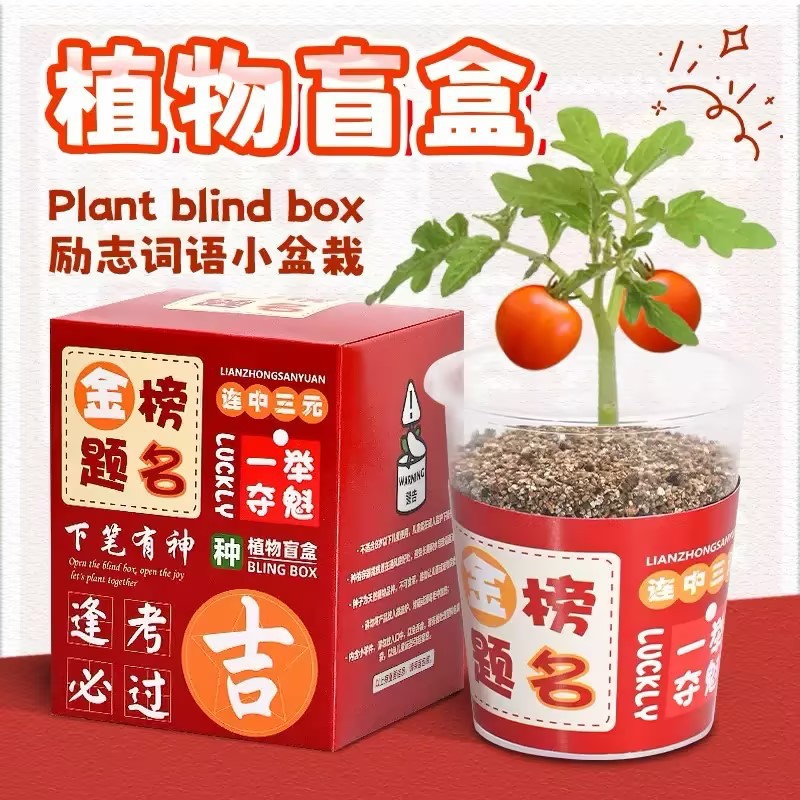 植物盲盒种植玩具励志言语小盆栽儿童科学实验手工DIY