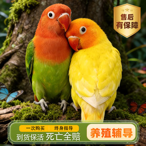 【送货上门】费氏牡丹鹦鹉活鸟幼鸟手养爱情鸟一公一母非半毛雏鸟
