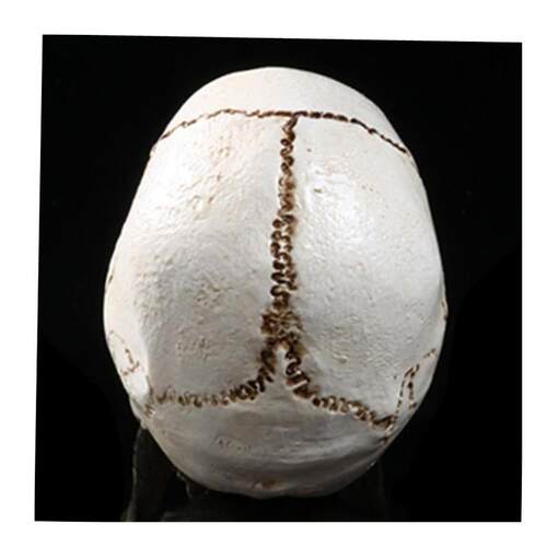 Human Head Replica Resin Divided 3D Skull Mould for Hallowe1