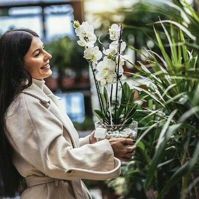 Peony Cages And Supports Hydrangea Support Cage Stainless