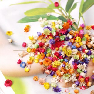 200pc Dried Real DIY Flowers Art For Epoxy Candl Resin Craft