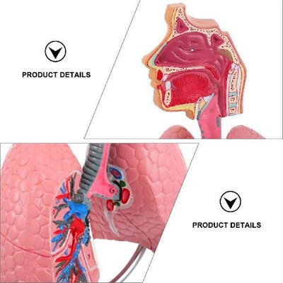 Toy Respiratory System Model 4d Anatomical Assembly of