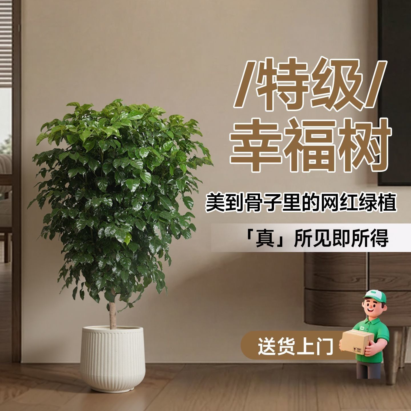 棒棒糖幸福树北欧风绿植大绿宝大型客厅办公室净化空气室内盆栽 - 实物图