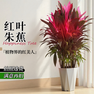 红叶朱蕉优美盆栽客厅除甲醛绿植大型室内好养活水培红叶铁植物