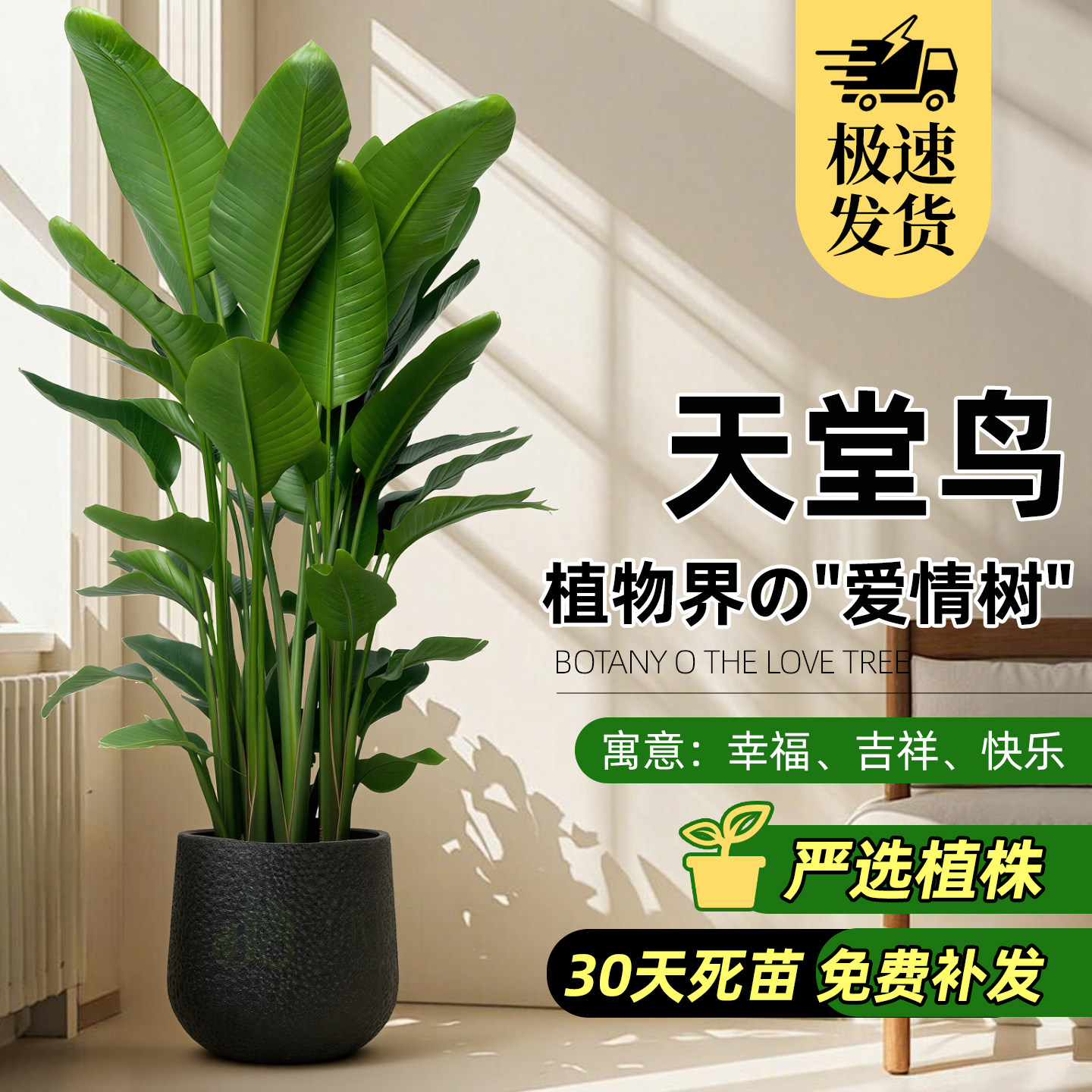 天堂鸟客厅绿植盆栽室内大型植物真花卉鹤望兰办公室高级落地好养,鲜花速递/花卉仿真/绿植园艺,大型绿植/成品组合盆栽,淘宝优惠券,粉丝福利购,淘宝优惠卷
