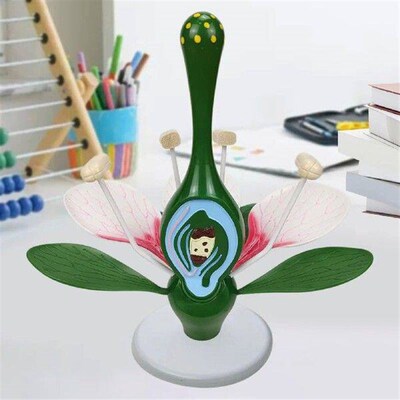 Dicot Flower Model Teaching Tools Classroom Supplies Sturdy