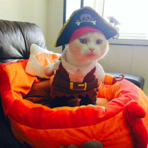 Funny Pet Cat Pirate Suit Clothes for Cats Halloween Kitten