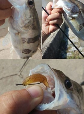 【鳜鱼专杀】ZERG 虫族 GRUB 寸3寸 卷尾蛆 路亚软饵软虫大包