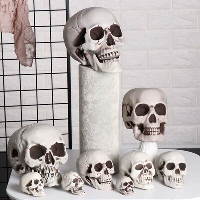 Platic Skull Head  All Size Realitic Skull Skeleton Head for