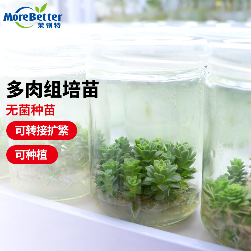 茉钡特多肉无菌组培苗根系发达