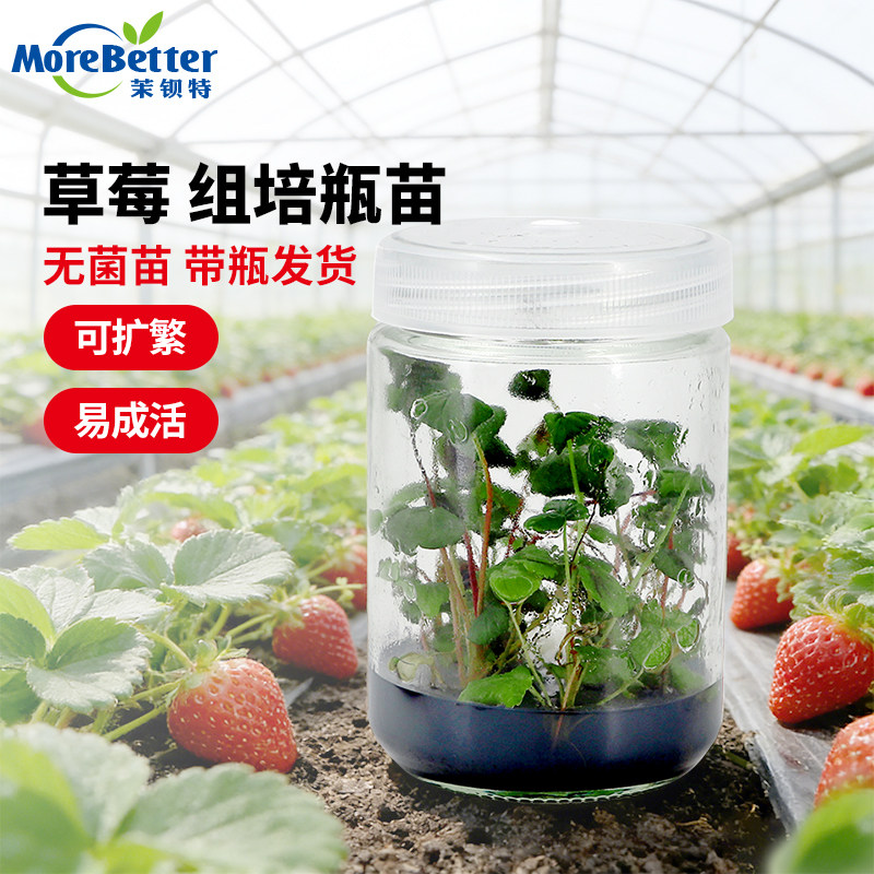 茉钡特生物草莓无菌组培脱毒苗