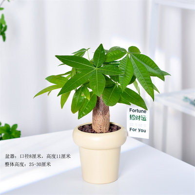 发财树小盆栽室内植物水培客厅招财摆件新款花卉绿植盆景好养易活