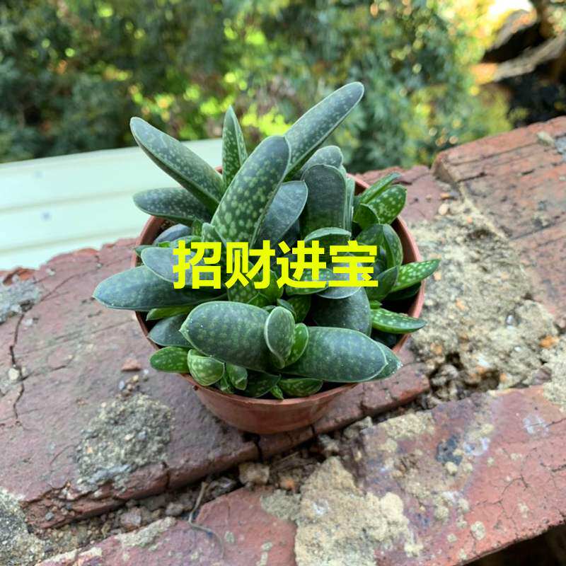 子宝群生招财进宝多肉植物爆盆爆崽群生多头好养室内盆栽花卉宝