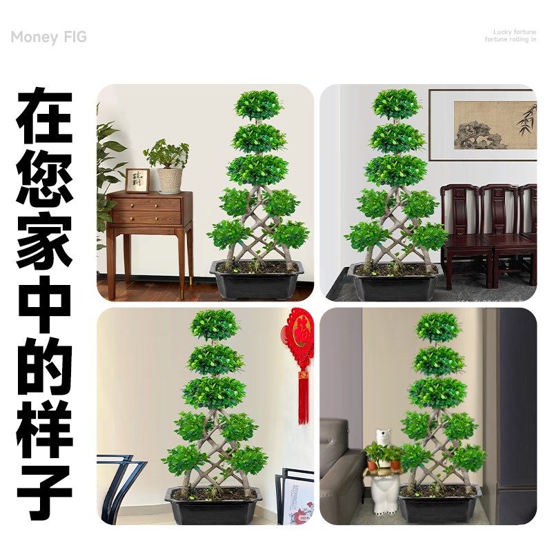 金钱榕客厅大盆栽室内大型绿植摇钱树发财树落地榕树植物四季常青