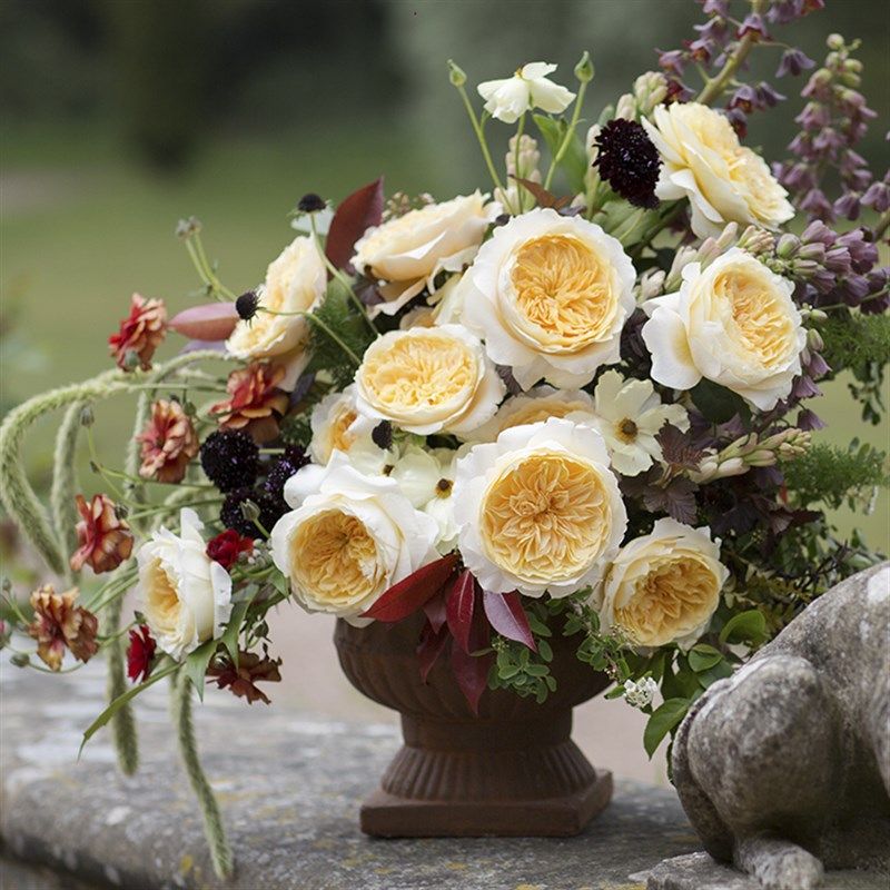 碧翠丝凯丽凯特苔丝艾菲中苗 奥斯汀切花大花 老园丁庭院月季盆栽,鲜花速递/花卉仿真/绿植园艺,月季/蔷薇/玫瑰,淘宝优惠券,粉丝福利购,淘宝优惠卷