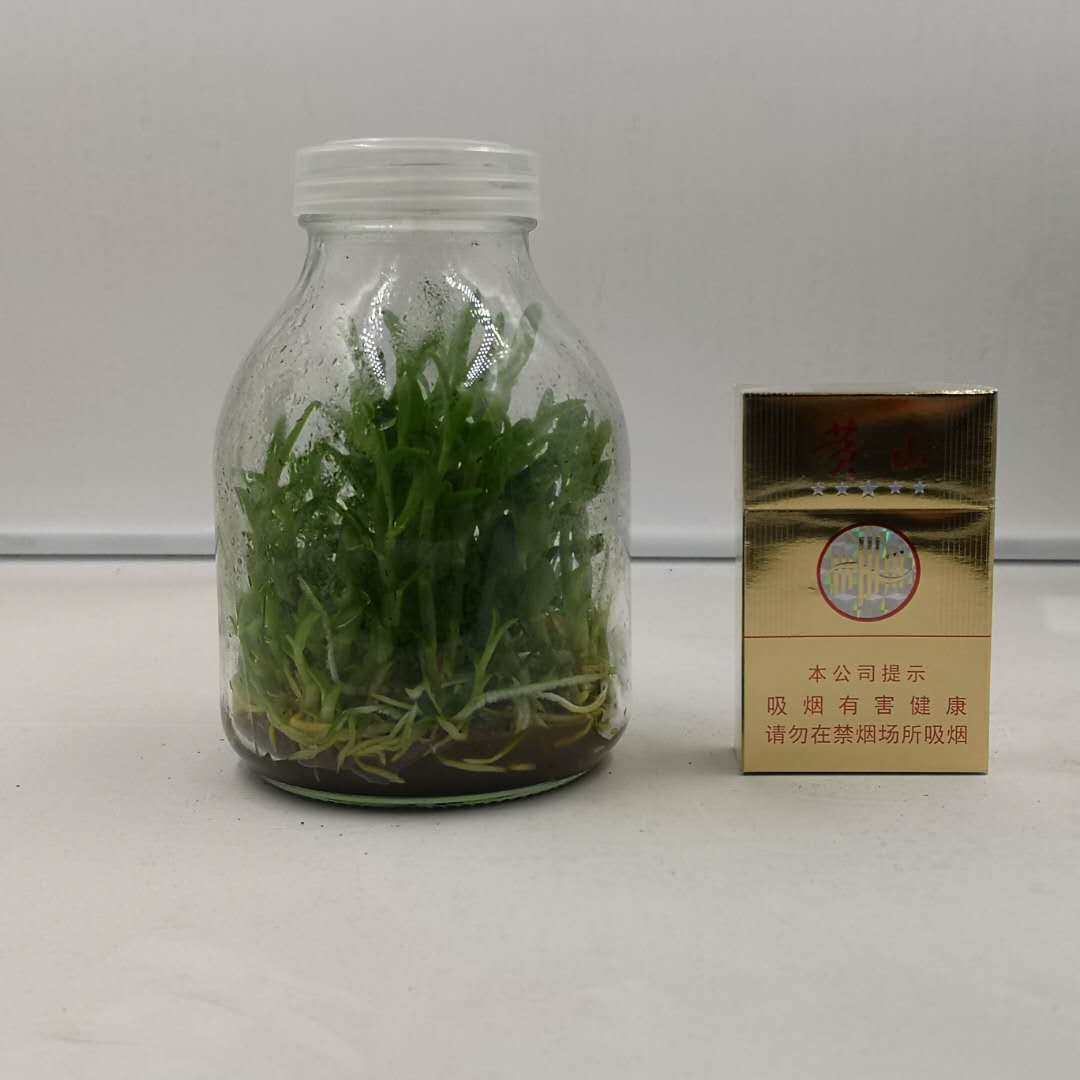雁荡山铁皮石斛种植育苗高产组培瓶苗驯化幼苗1瓶40株红杆软脚