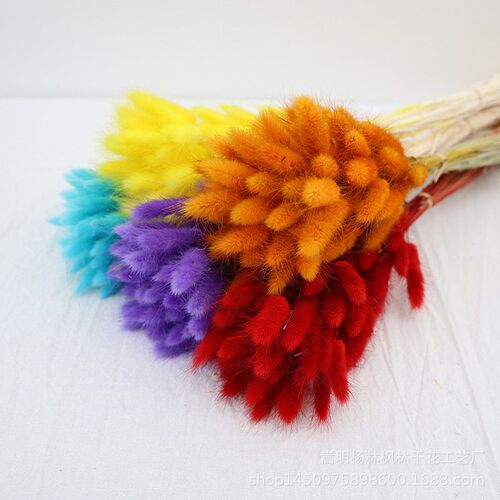 Rabbit Tail Dried Flower Bouquet, Real Flowers, Preserved Fl