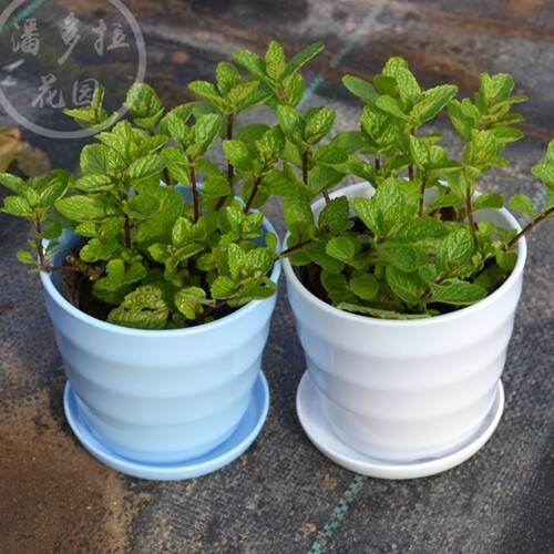Fresh mint potted mint leaves office green plant herb plants