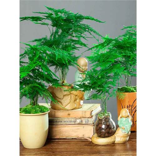 Wenzhu bonsai flowers, easy to live plants, indoor office h