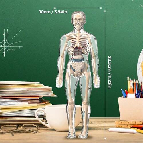 3D Clear Human Body Structure Model with Removable Organs