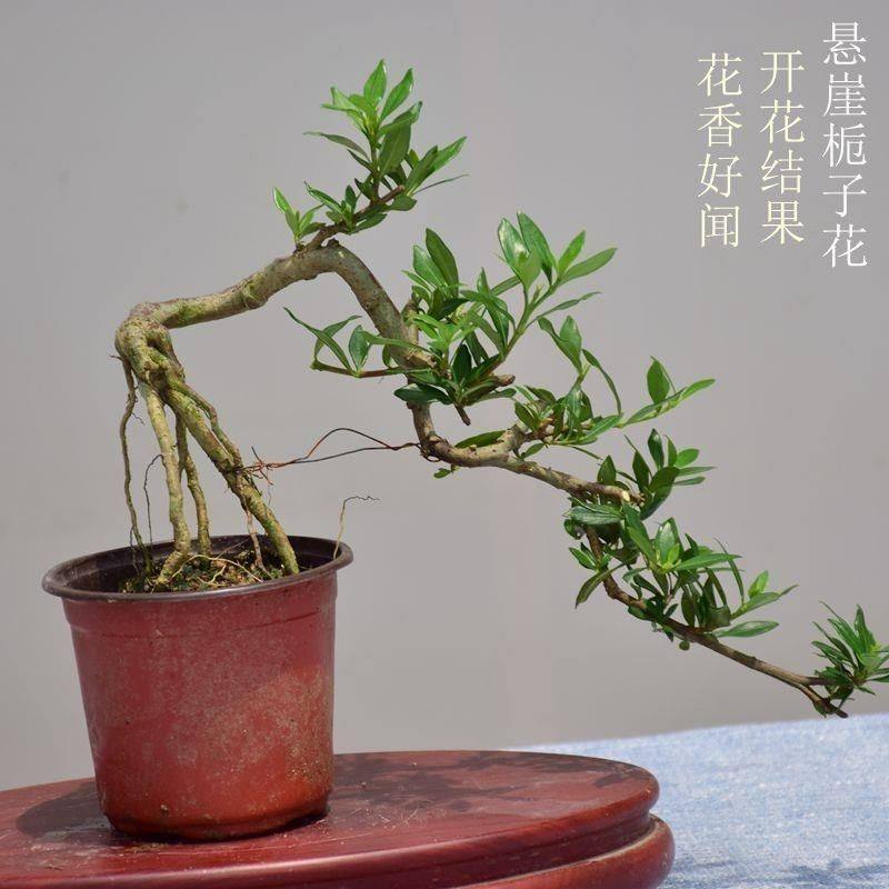 悬崖式小叶栀子花提根飘枝造型罗汉松盆景九里香白蜡女贞矮霸老桩