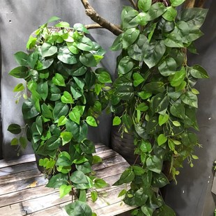 新款 饰藤蔓藤条 手感过胶叶子 万年青绿植壁挂墙上吊顶装 仿真绿萝