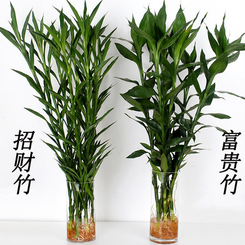 带根富贵竹 招财竹 观音竹龙竹转运竹大叶竹客厅水养水培植物盆栽