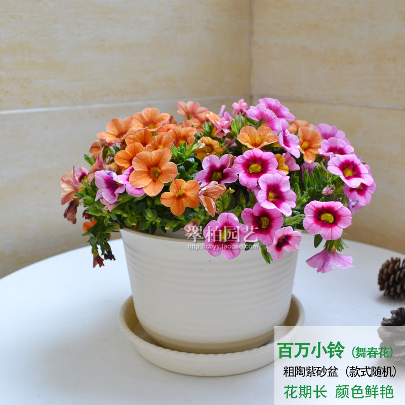 百万小铃/舞春花吊兰/重瓣矮牵牛/喇叭花/阳台庭院花卉植物/重庆图片
