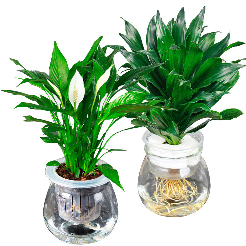 清凉盆栽组合 水培植物 室内绿植套装 园艺植物组合 花卉盆栽包邮