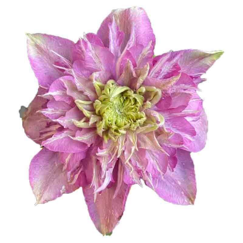 宽皇铁线莲花盆栽爬藤植物大苗重瓣大花藤本花卉庭院无刺耐热攀爬,鲜花速递/花卉仿真/绿植园艺,绣球/木绣球/木本植物,淘宝优惠券,粉丝福利购,淘宝优惠卷