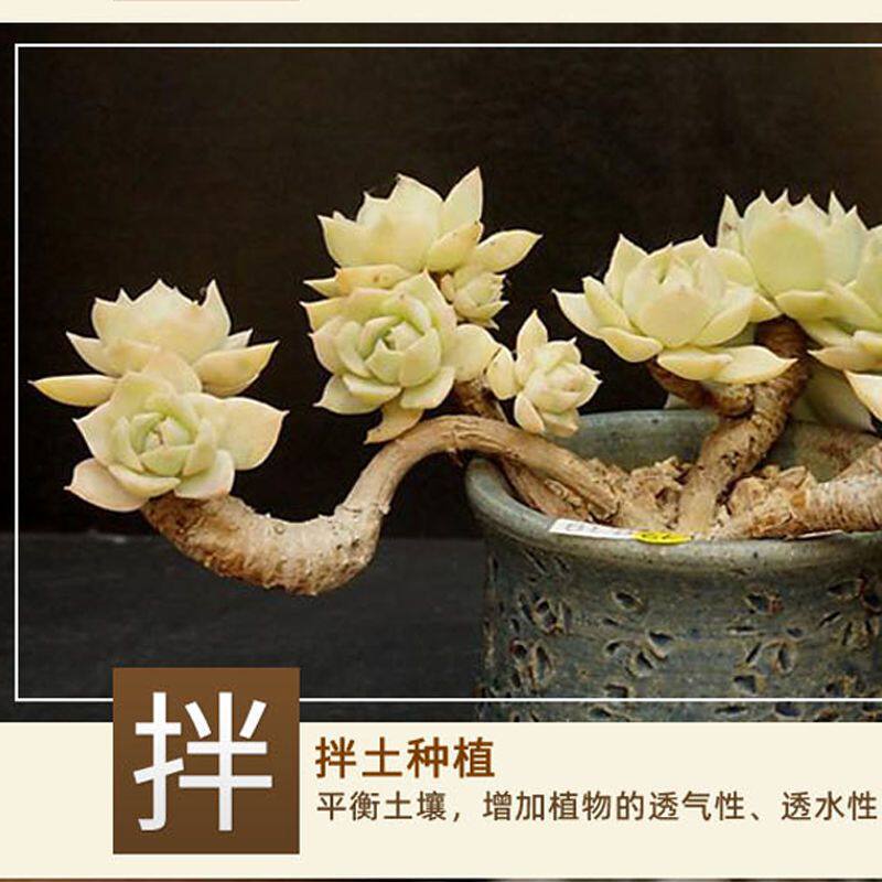 绿沸石颗粒多肉铺面石园艺土壤改良基质盆栽营养天然精品猫砂拌料