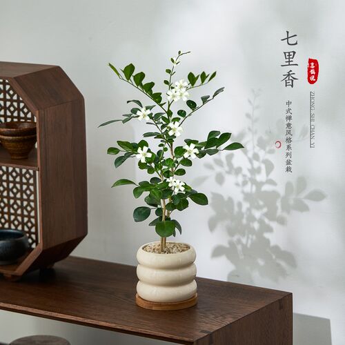 七里香植物室内六月雪盆栽悬崖造型盆景办公室桌面四季绿植